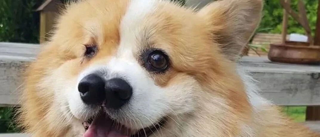 只有一只眼睛，却有两个鼻子，怪物小柯基差点被安乐，幸好遇到了他...