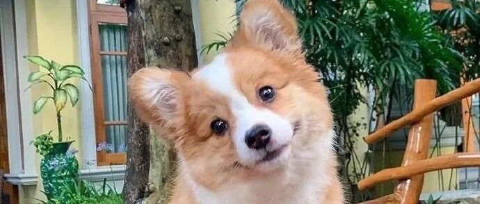 原来狗狗“歪头杀”真的不是在卖萌，而是……