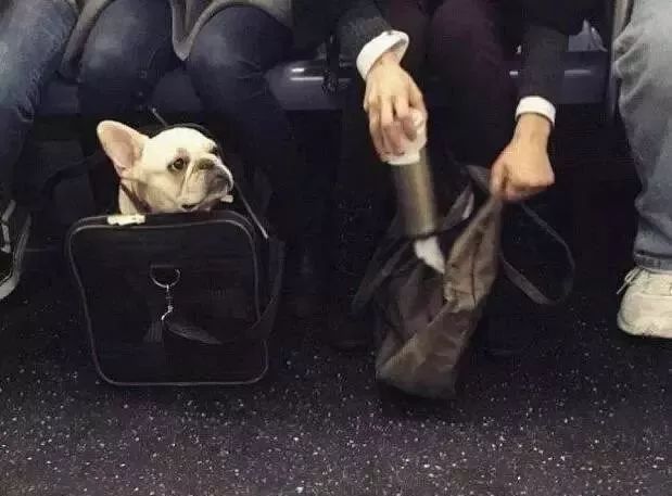 把狗裝起來就能乘地鐵！可這只薩摩耶卻被攔了下來，原因是... 未分類 第2張
