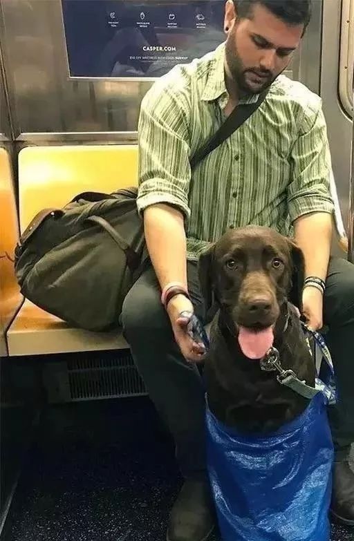 把狗裝起來就能乘地鐵！可這只薩摩耶卻被攔了下來，原因是... 未分類 第7張