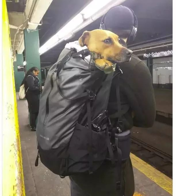 把狗裝起來就能乘地鐵！可這只薩摩耶卻被攔了下來，原因是... 未分類 第16張