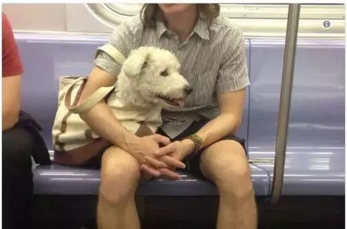 把狗裝起來就能乘地鐵！可這只薩摩耶卻被攔了下來，原因是... 未分類 第15張