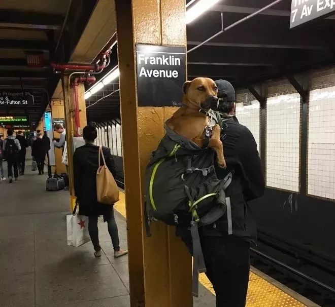 把狗裝起來就能乘地鐵！可這只薩摩耶卻被攔了下來，原因是... 未分類 第5張