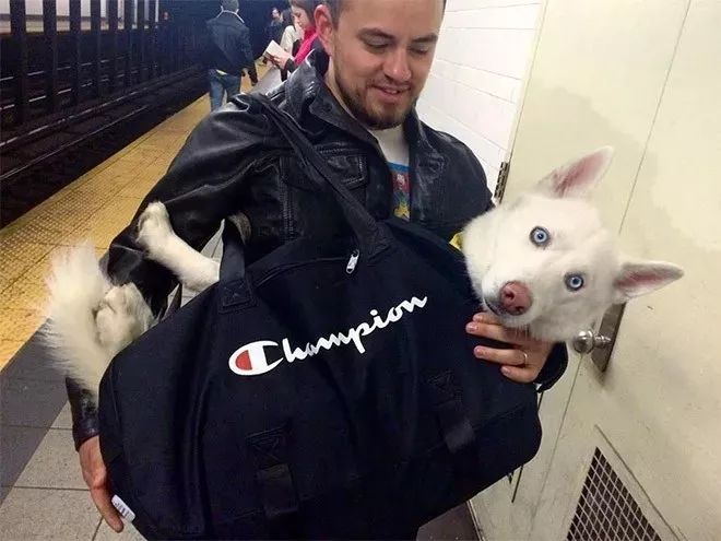 把狗裝起來就能乘地鐵！可這只薩摩耶卻被攔了下來，原因是... 未分類 第13張