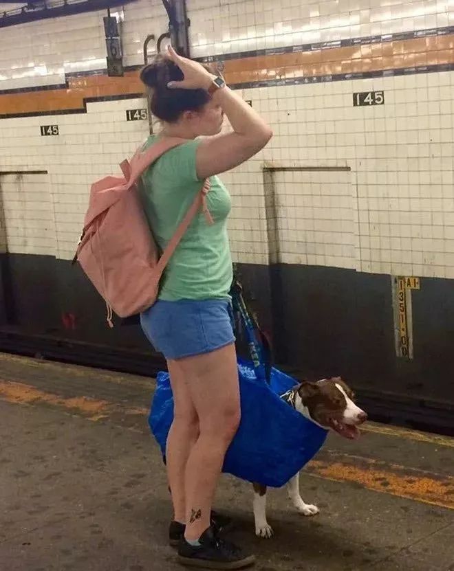 把狗裝起來就能乘地鐵！可這只薩摩耶卻被攔了下來，原因是... 未分類 第17張