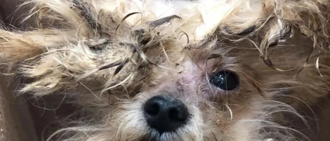 把狗养成“抹布”后直接遗弃，美容师接手后惊了：它居然那么美！