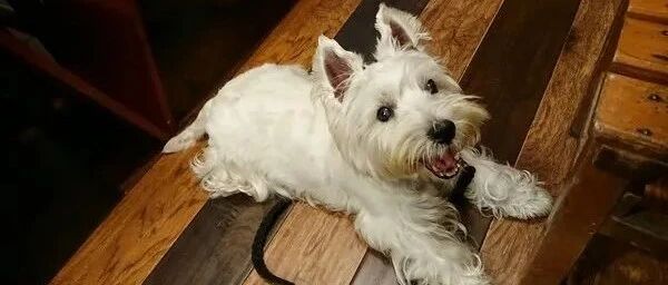 狗狗天天吹空调却慢性中暑丧命，得知原因后，铲屎官崩溃了...