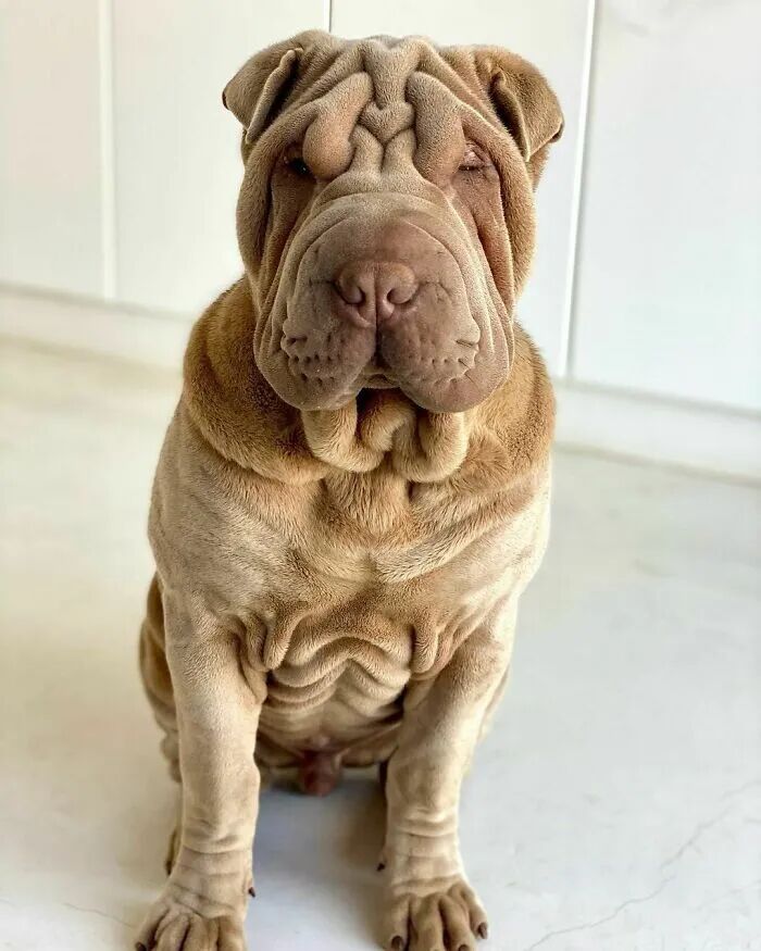 养了个沙皮狗,网友看晕了:你为啥养毛巾?-友友