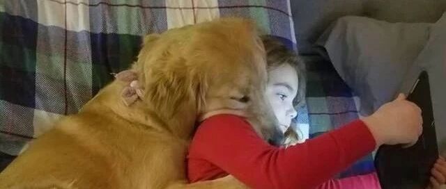 惹大金毛生气最有效的方法，真的百试百灵！