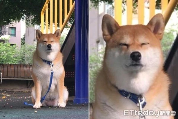 原来狗砸也会便秘？这个表情真的很了解了...