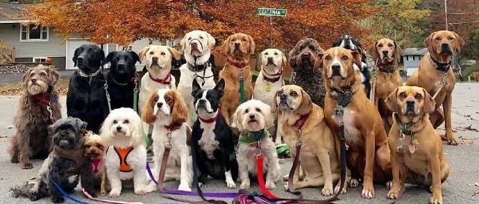 当有人在宠物店里摔了一跤后，所有的狗狗瞬间围了上来...