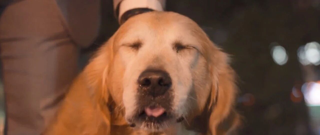 9岁的老金毛，因为学会拆家上了热搜，还得到全网的支持！