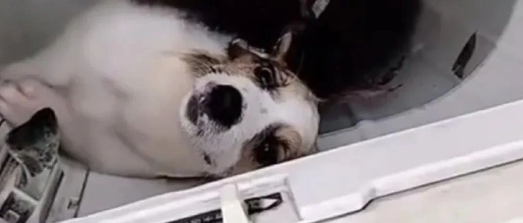 洗衣机柯基找到了，还活着！但是...