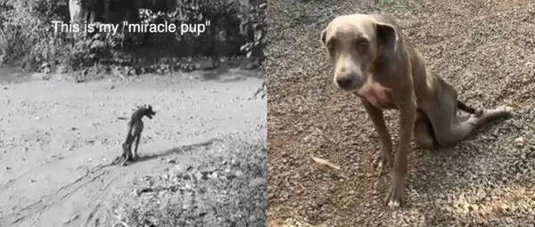 瘦成骨架后腿瘫痪的流浪狗，遇到一个有爱小姐姐后...这个结局堪称奇迹！