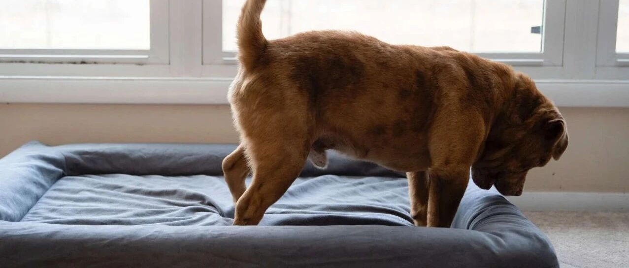 被栓了8年的狗狗，第一次见到狗窝的反应，让人心疼坏了...