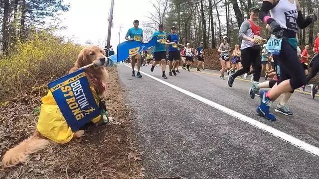 馬拉松比賽中出現了一只最萌應援，輸贏不重要，擼到狗才重要！ 寵物 第4張