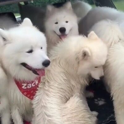 一辆车能塞下多少只萨摩耶...这个实验太牛逼了！