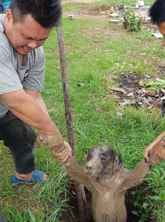 當狗狗倒霉的時候...哈哈哈哈哈心疼但我忍不住哈哈哈哈哈！ 寵物 第9張