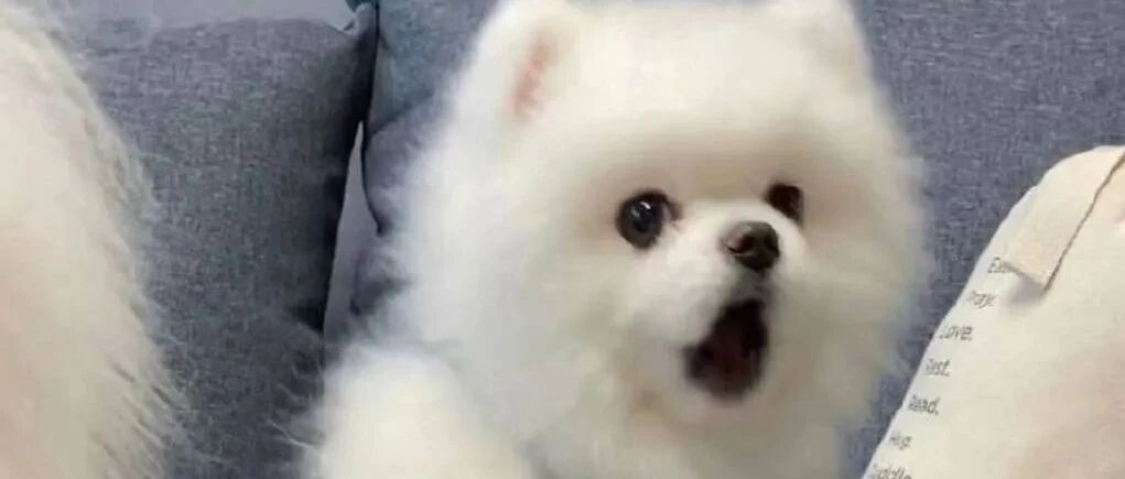 一个月赚多少才有资格养狗？