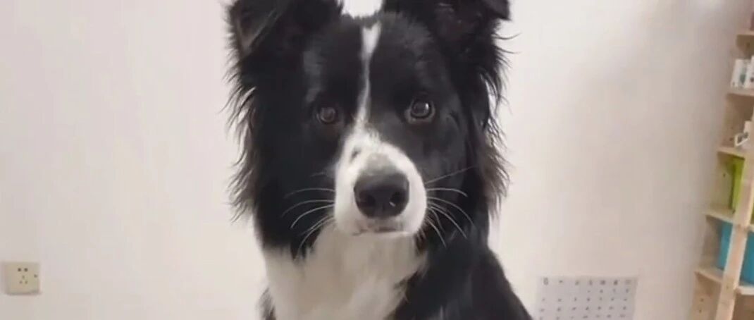 “怎么办，我被边牧宠成了废人！”