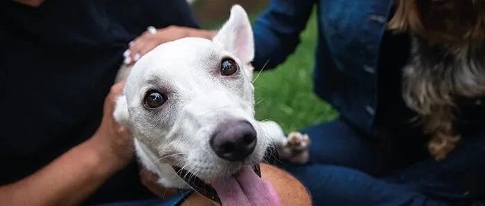 还记得那只一天内被主人遗弃了两次的残疾狗狗吗？这个结局真的超解气！