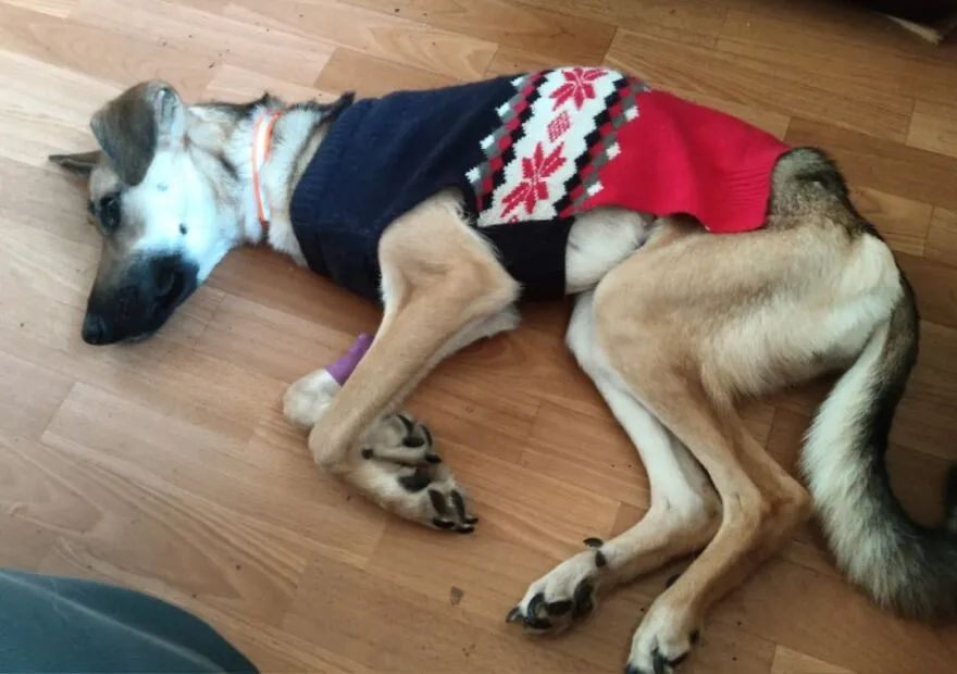 狗狗倒挂阳台情况危急 救下后发现它正在逃生 全网搜