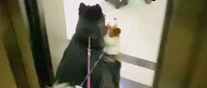 当狗狗三个月没见铲屎官...哈哈哈哈哈这剧本不太对啊？