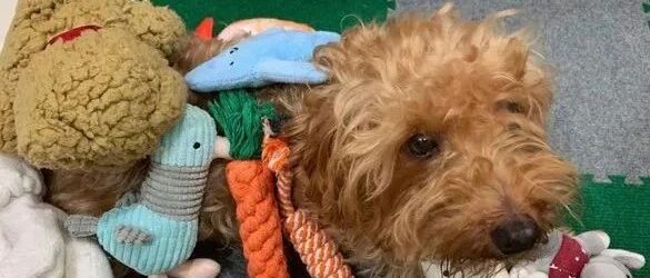 铲屎官细数领养成年狗6大好处，最后一条让人心酸！