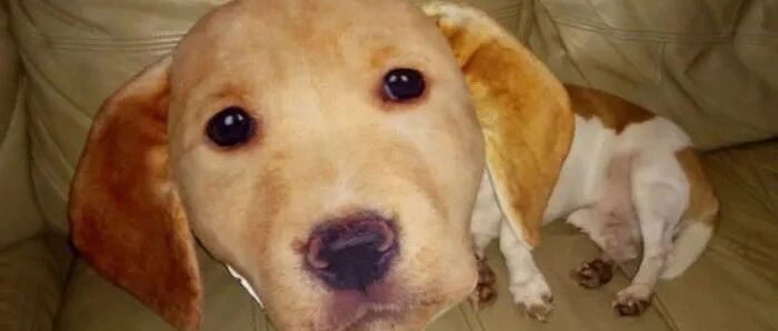 差点被自家狗子“吓死”是什么体验？