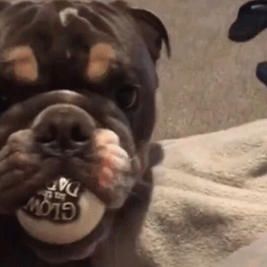 ​心机狗子表面是在玩球，实际上是在“公报私仇”...