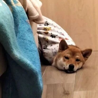 看到柴柴的睡姿后主人惊了：我养了一只液体废柴！