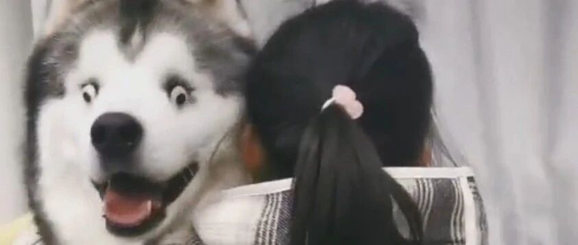 二哈先天失明，4岁小主人就帮它“做”了双充满智慧的新眼睛...