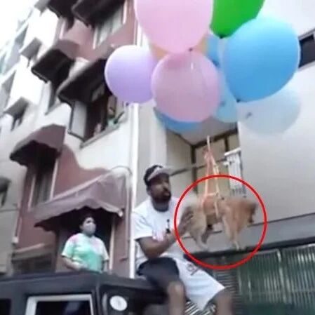 在博美身上绑气球放飞...400万粉丝的网红虐狗被捕！