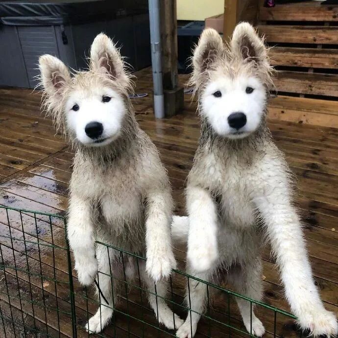 当萨摩耶遇到尴尬期，主人：这是什么新品种的兔子吗？