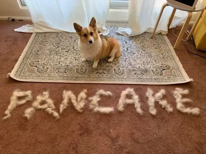 狗子掉的毛千万别扔...这可能是你成为艺术家的机会！