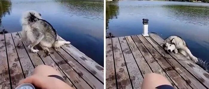 小狗狗的脑瓜里都在想些啥？怎么一个个都那么好笑！