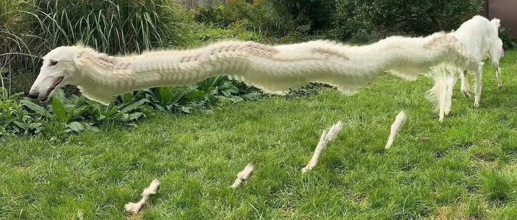 拍狗拍出了一条“龙”？哈哈哈狗看了都摇头：拍得真好，下次不许拍了！