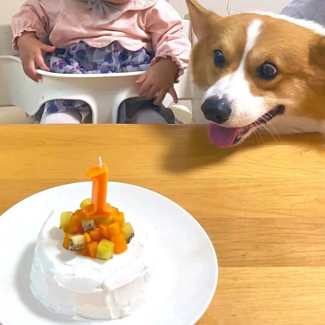 柯基陪小主人庆生，可下一秒它的表情...哈哈哈笑喷！