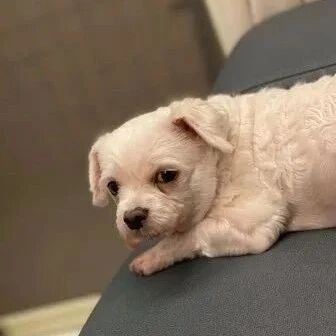 铲屎官一夜未归，狗子气到拉19坨便便，遍布客厅抗议！