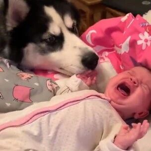 宝宝哭了让二哈去哄，结果它哭得更大声....哈哈哈哈哈