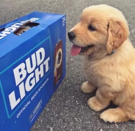 小时候的金毛，真的会让你爱到无法自拔！