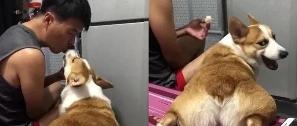 狗中“林有有”，碰到这种绿茶汪，你们气不气？