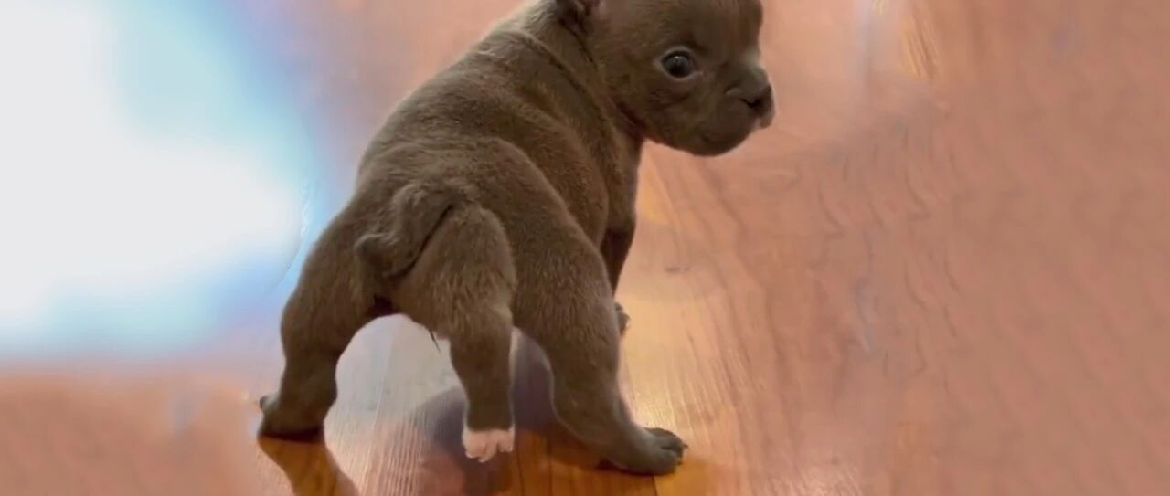 因为长了5条腿，超萌小奶狗惨遭遗弃...