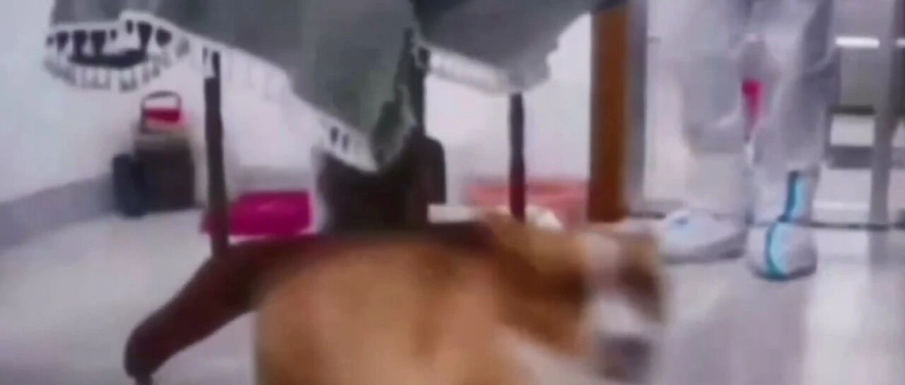 柯基“炒粉”上了央视新闻，卫健委专家明确表示...