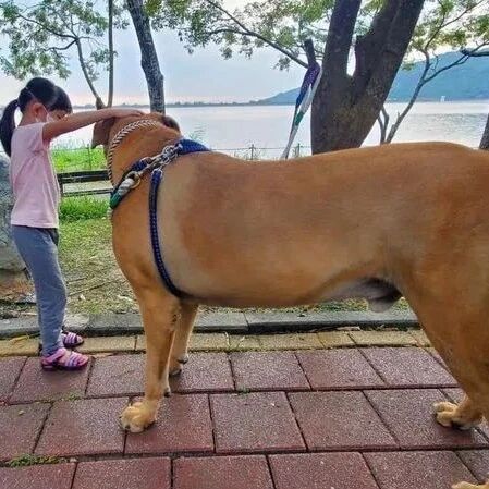 遛狗时被两位老人尾随，而原因笑翻全场！