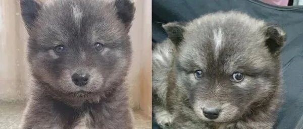 明明领养了一只小“黑熊”，可一年后，它居然变超帅“灰白狼”！