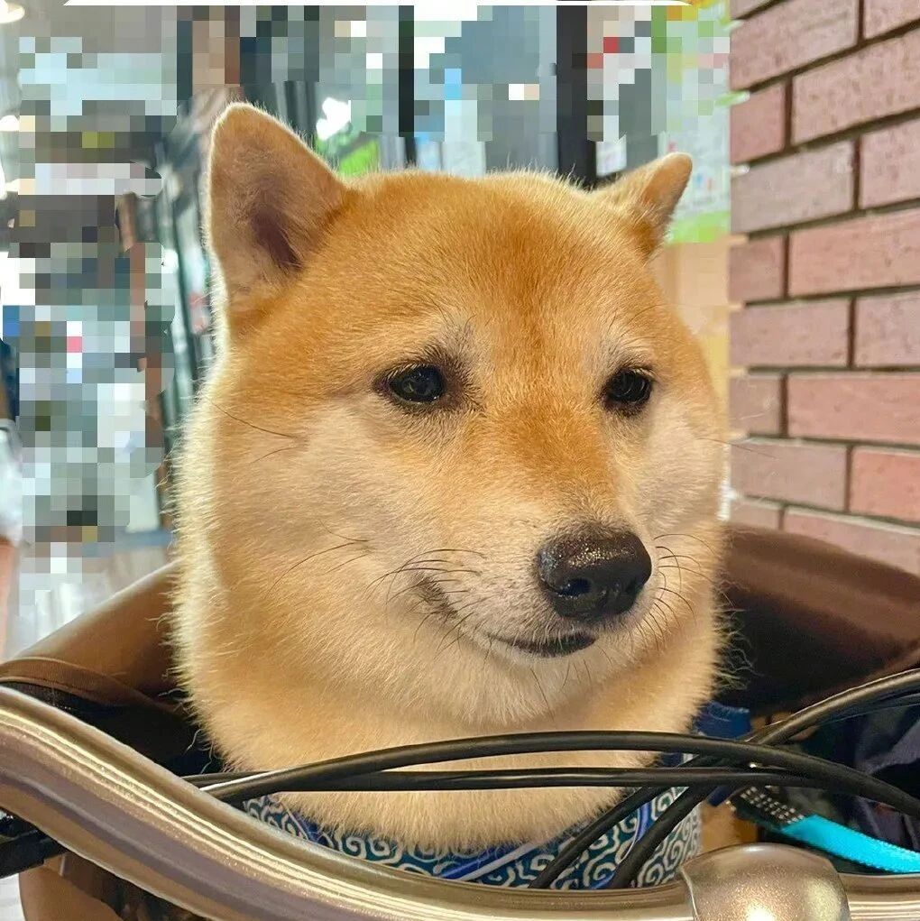 说好的出门散步，可结果...柴柴表情笑喷网友！