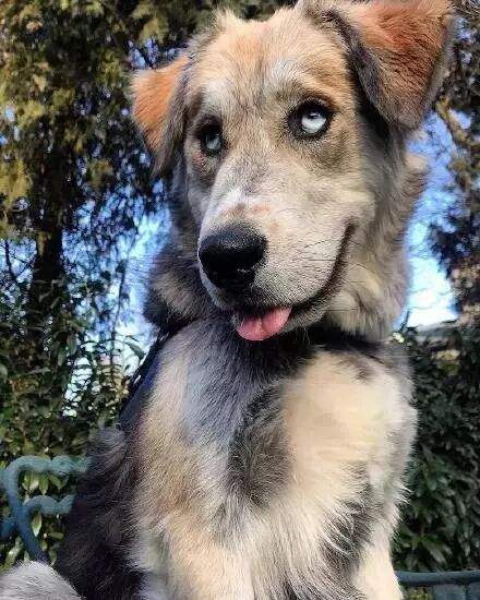 網友曬出自家狗的幾張圖片，朋友圈瞬間炸了！ 寵物 第2張