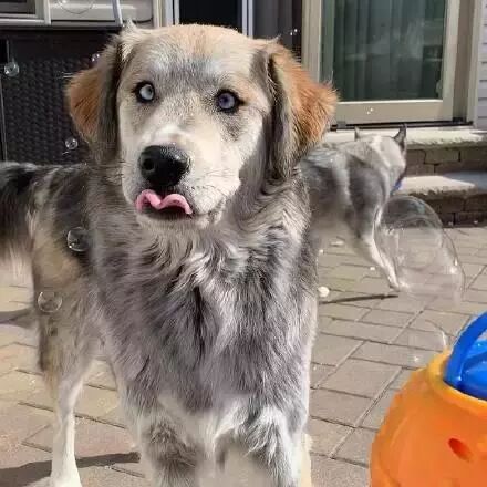 網友曬出自家狗的幾張圖片，朋友圈瞬間炸了！ 寵物 第3張