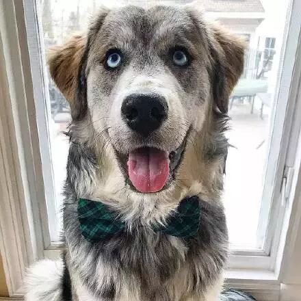 網友曬出自家狗的幾張圖片，朋友圈瞬間炸了！ 寵物 第1張